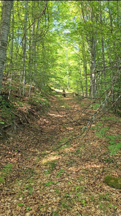 Slika nekretnine